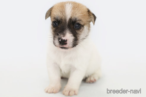 成約済の神奈川県のジャックラッセルテリア-313799の3枚目